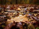 				Carpet of Leaves		