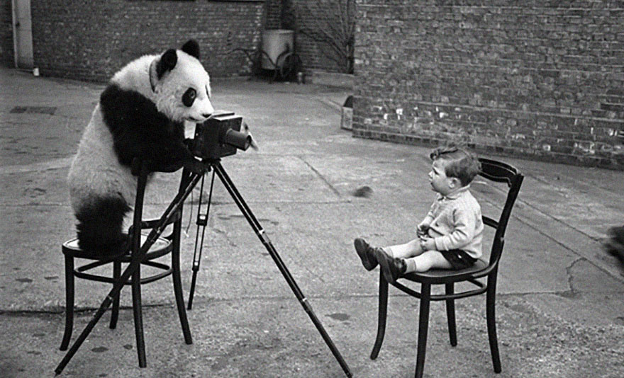 studio panda